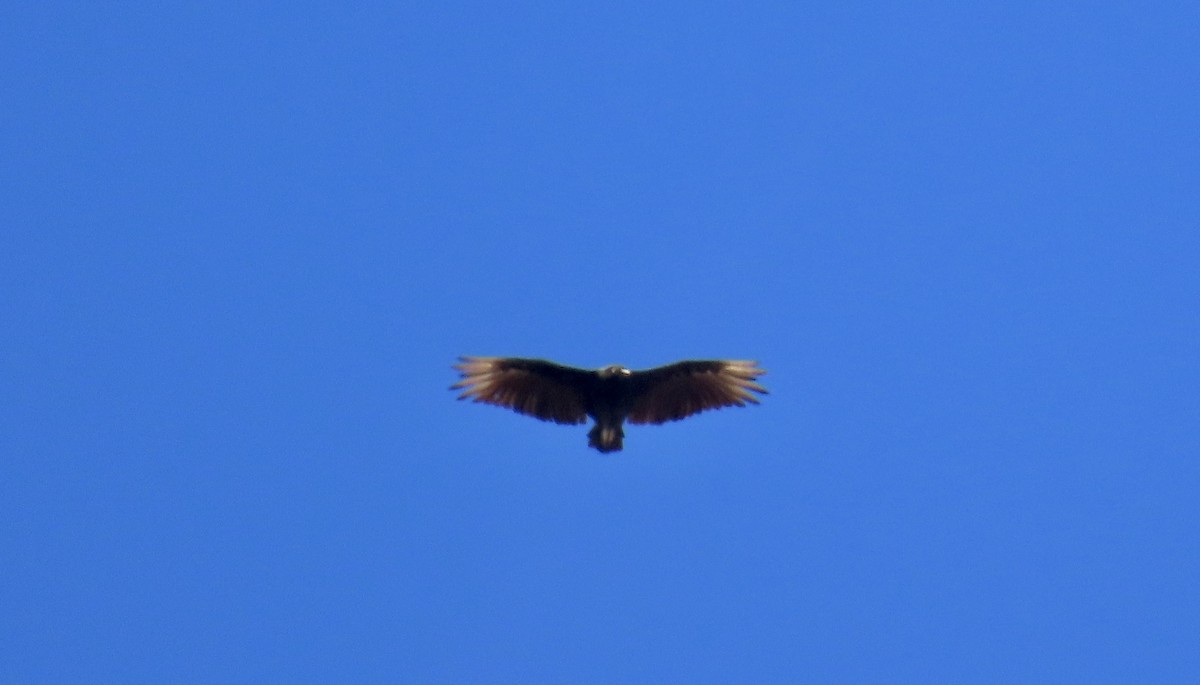 Black Vulture - ML639799293