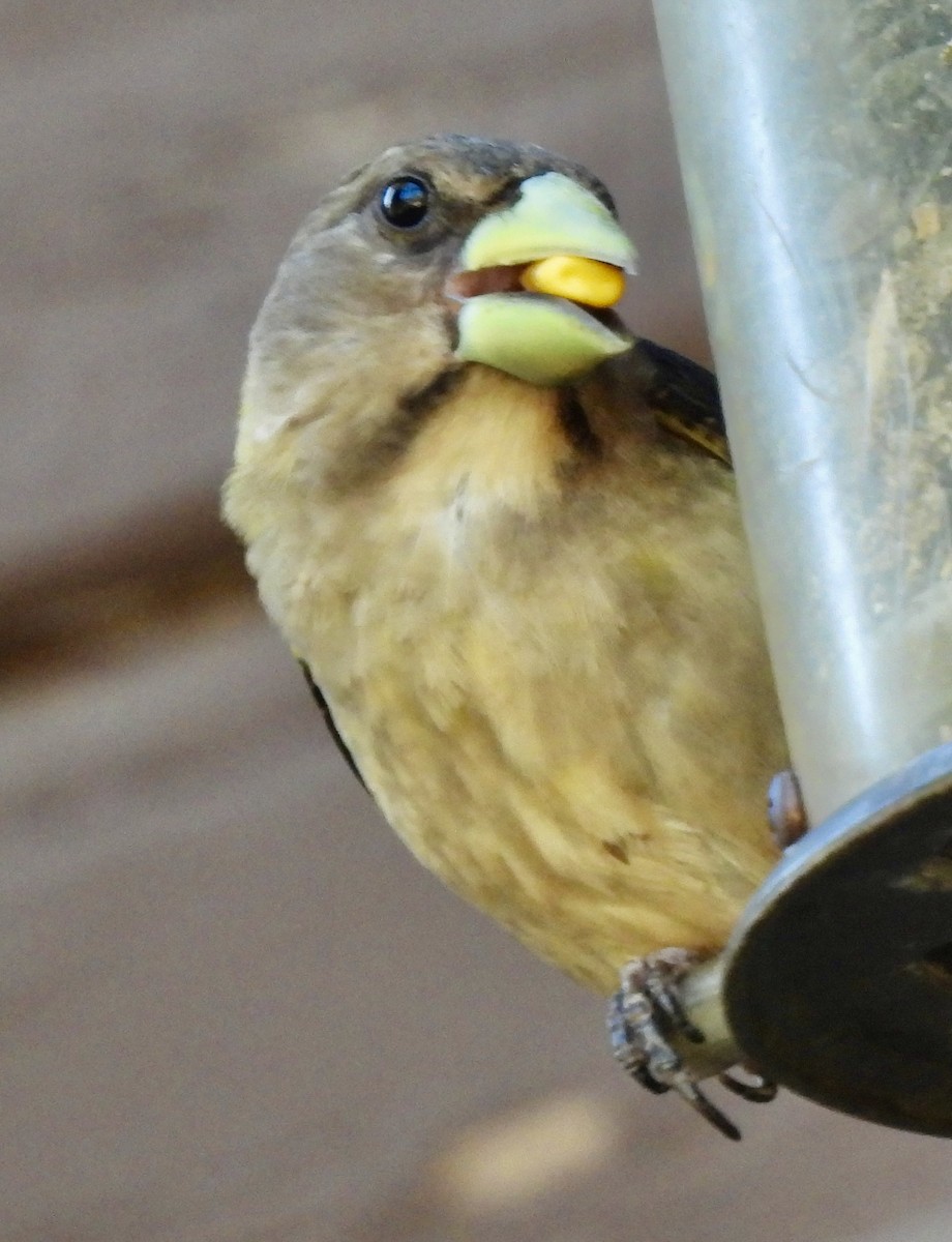 Evening Grosbeak - ML639799296