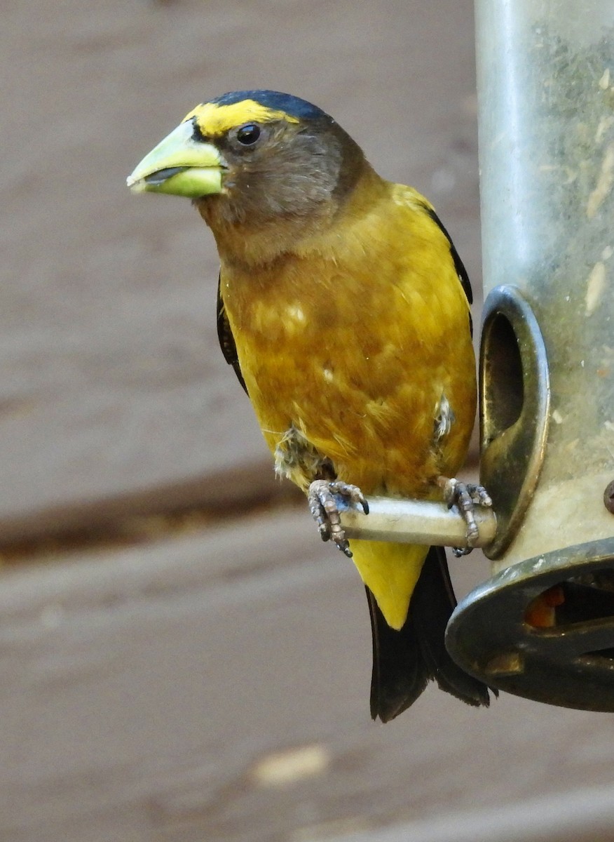 Evening Grosbeak - ML639799297