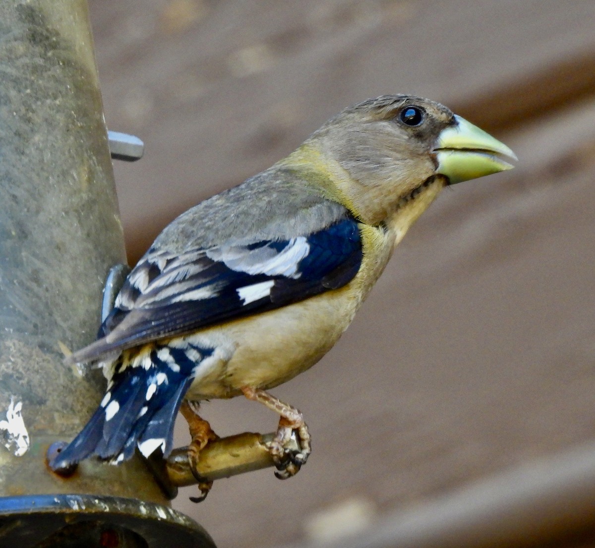 Evening Grosbeak - ML639799298