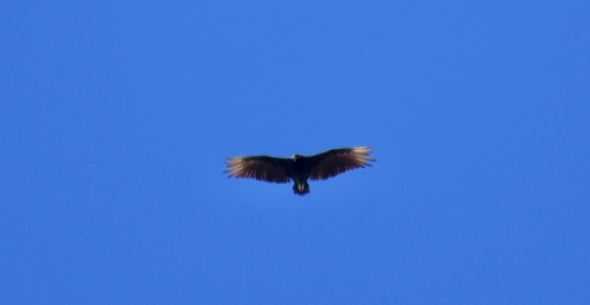 Black Vulture - ML639799299