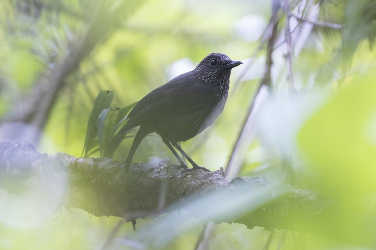 Bornean Whistling-Thrush - ML639799310