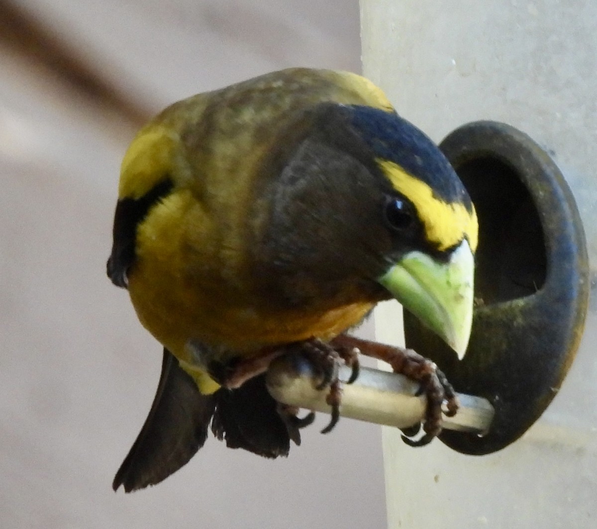 Evening Grosbeak - ML639799313