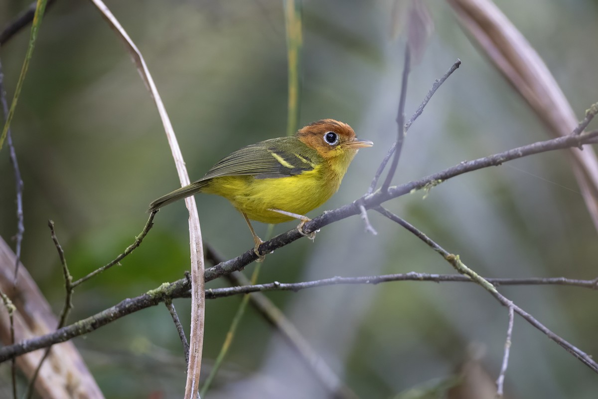 Yellow-breasted Warbler - ML639799318