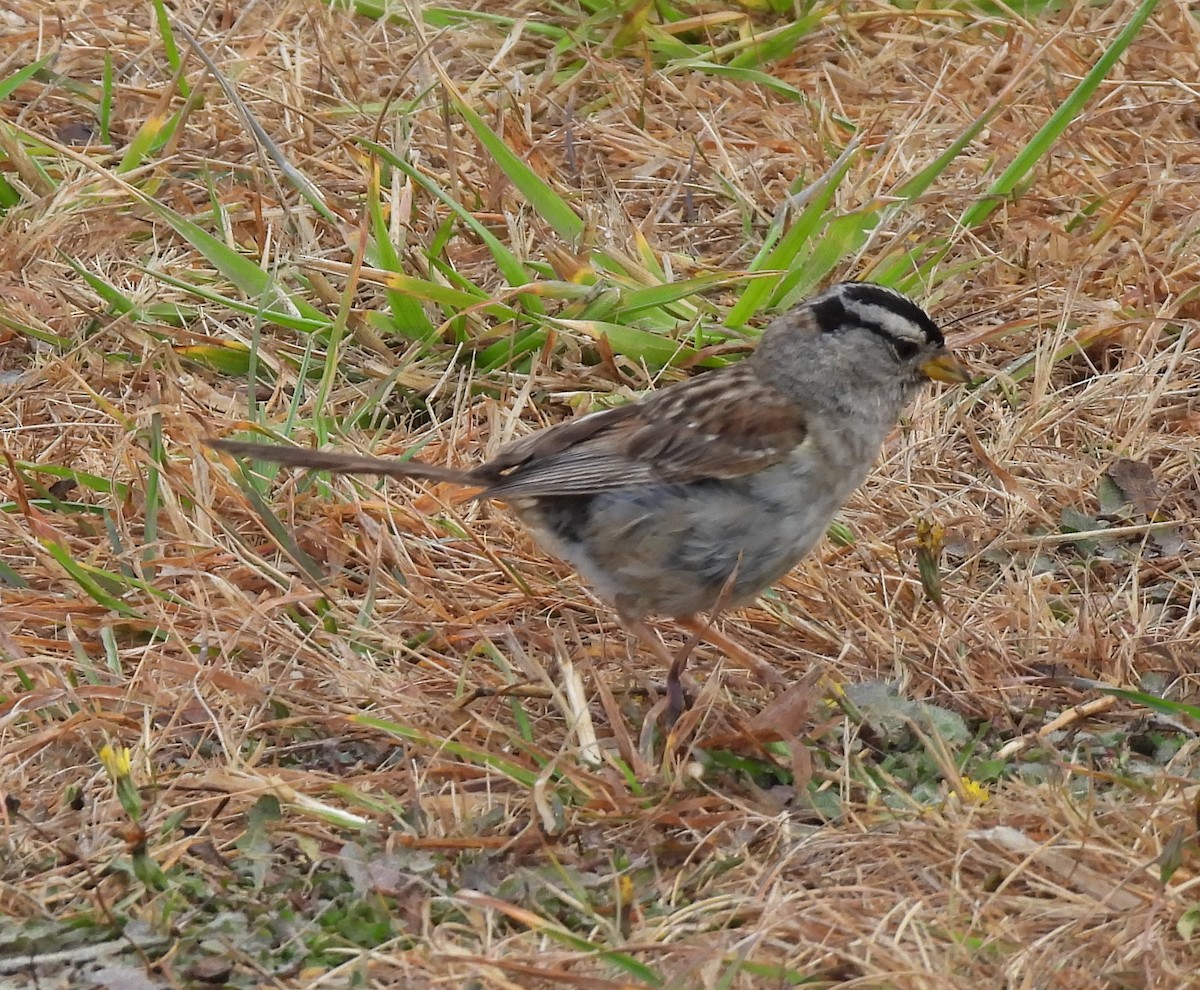 White-crowned Sparrow - ML639799337