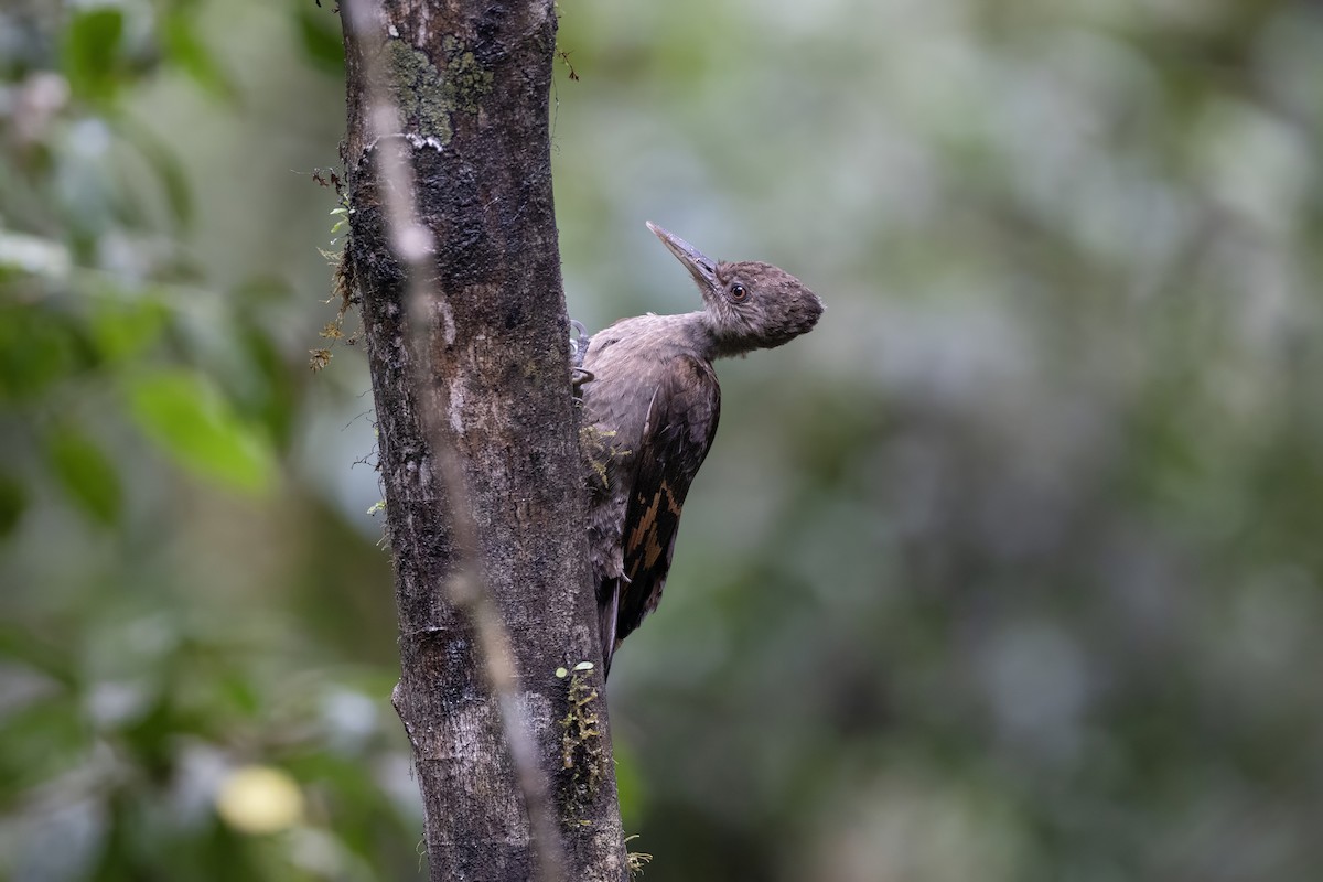 Orange-backed Woodpecker - ML639799338