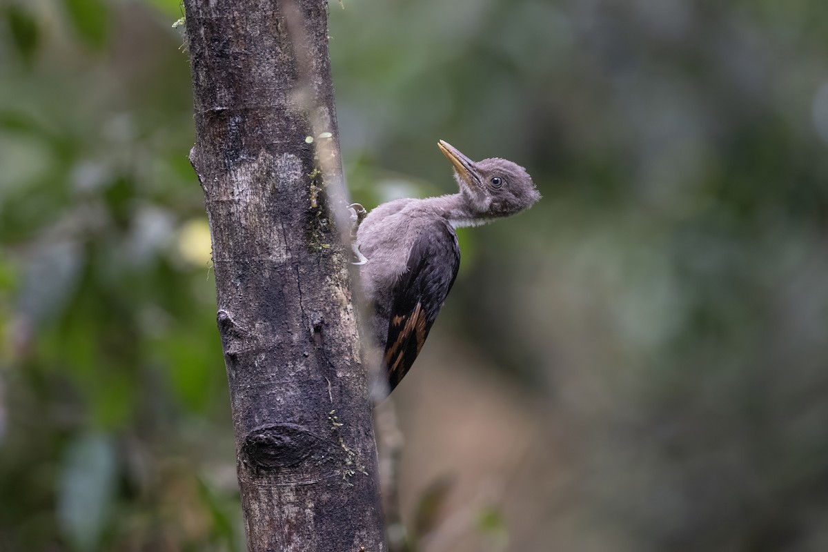 Orange-backed Woodpecker - ML639799340
