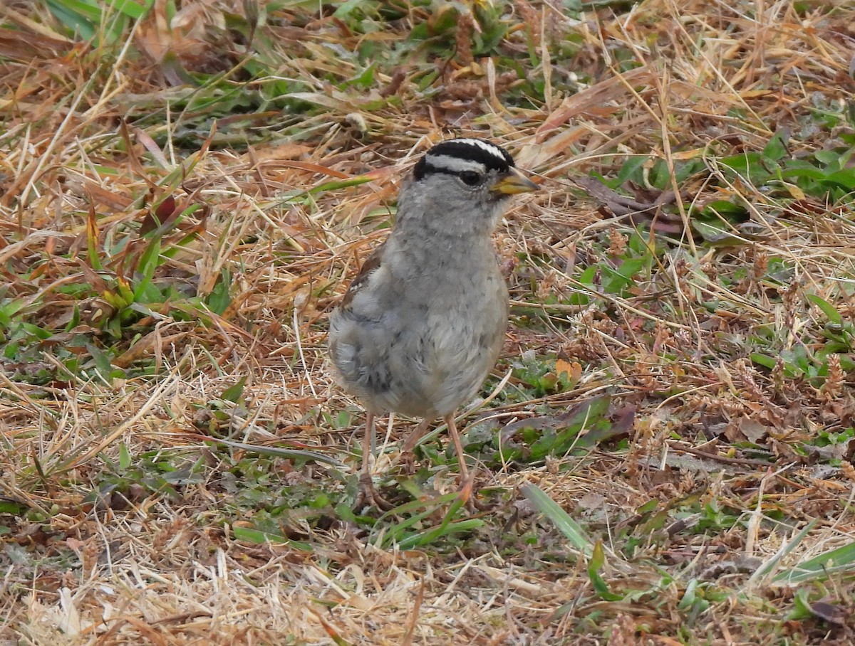 White-crowned Sparrow - ML639799342