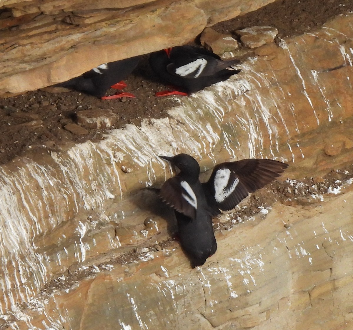 Pigeon Guillemot - ML639799356