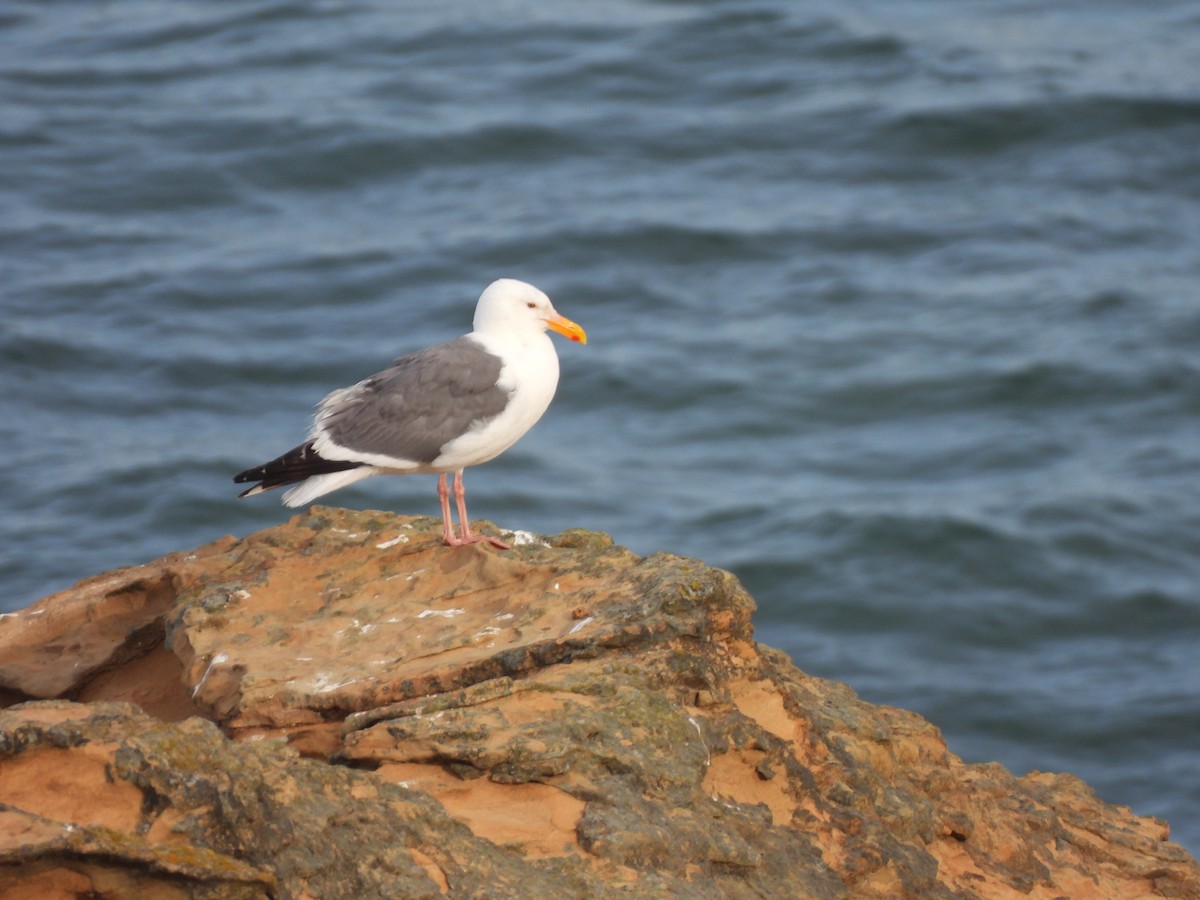 Western Gull - ML639799389