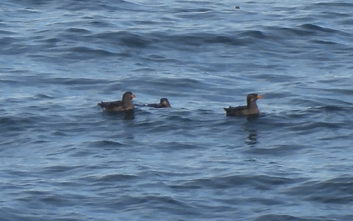Rhinoceros Auklet - ML639799428