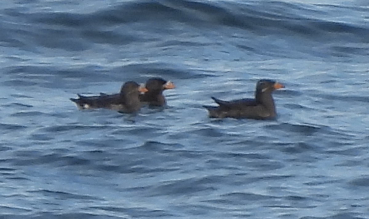 Rhinoceros Auklet - ML639799443