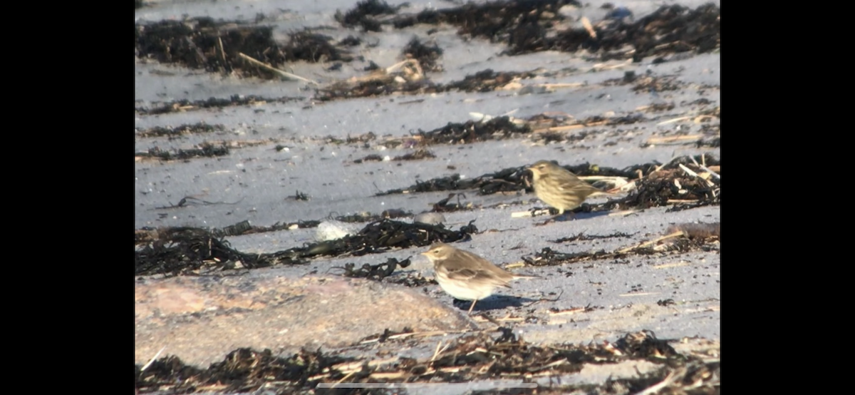 Water Pipit - ML639799463