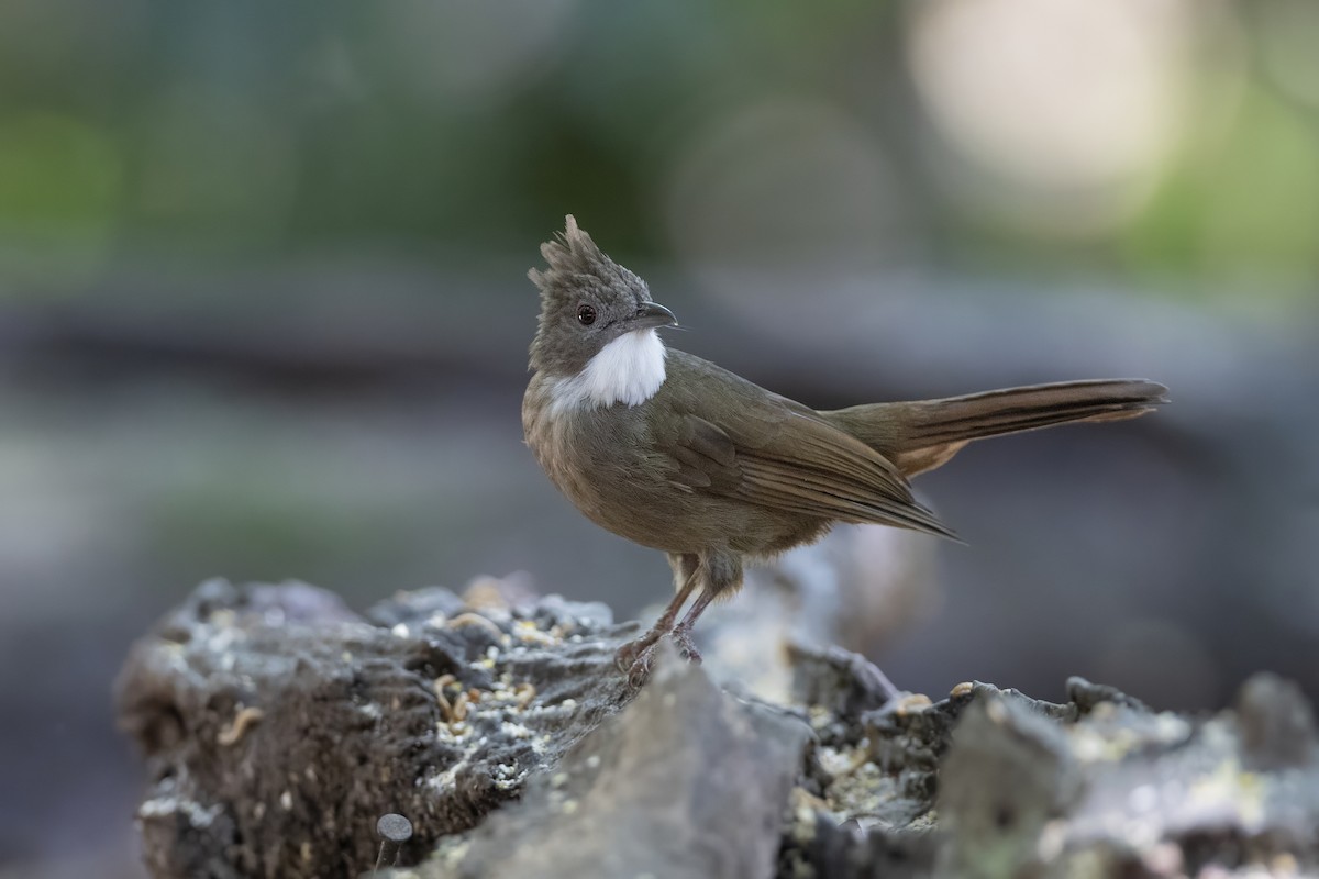 Penan Bulbul - ML639799464