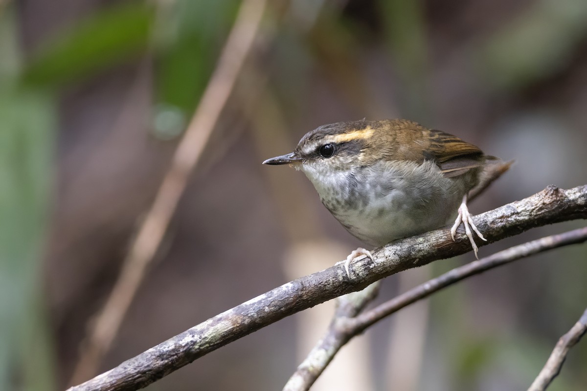 Bornean Stubtail - ML639799474