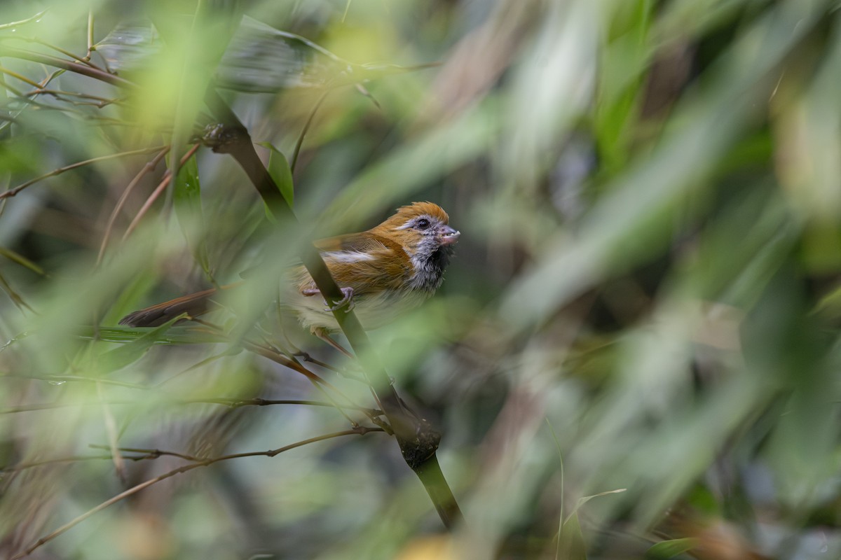 Golden Parrotbill - ML639799479