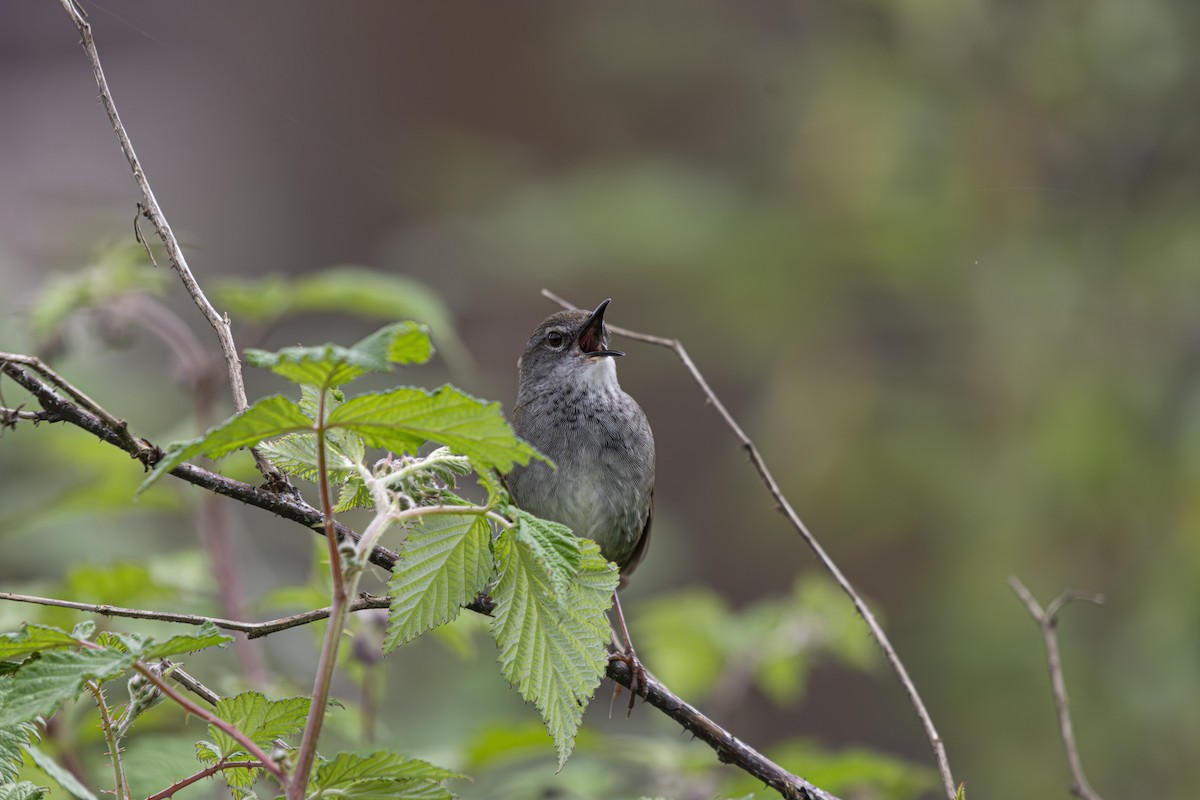 Spotted Bush Warbler - ML639799499