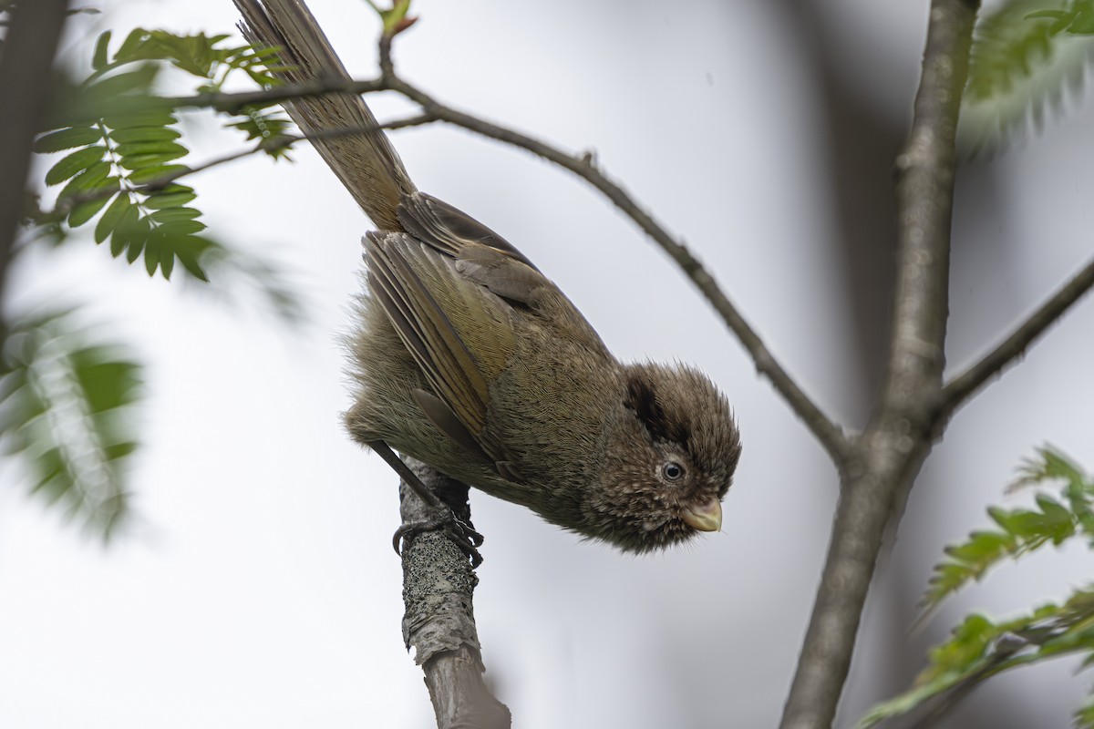 Brown Parrotbill - ML639799509