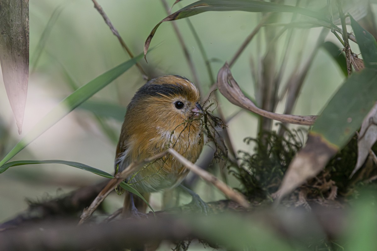 Fulvous Parrotbill - ML639799517