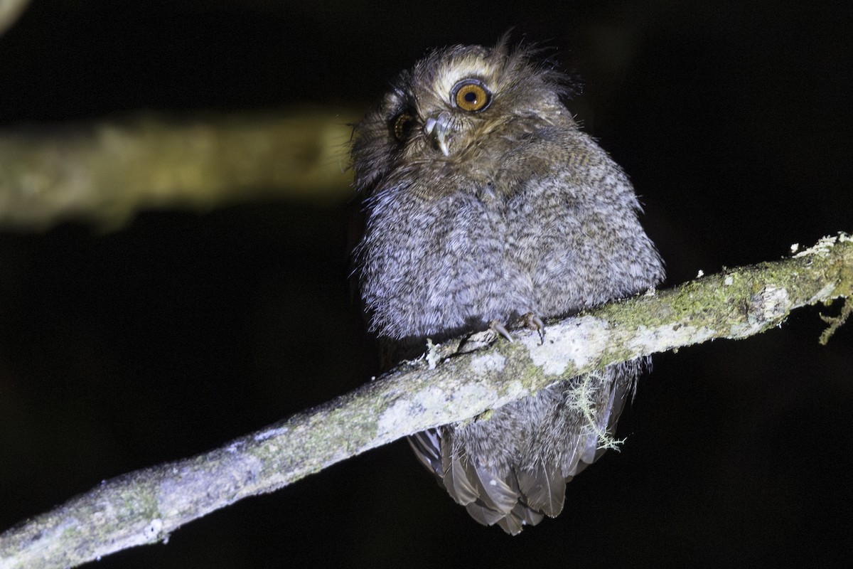 Long-whiskered Owlet - ML639799539