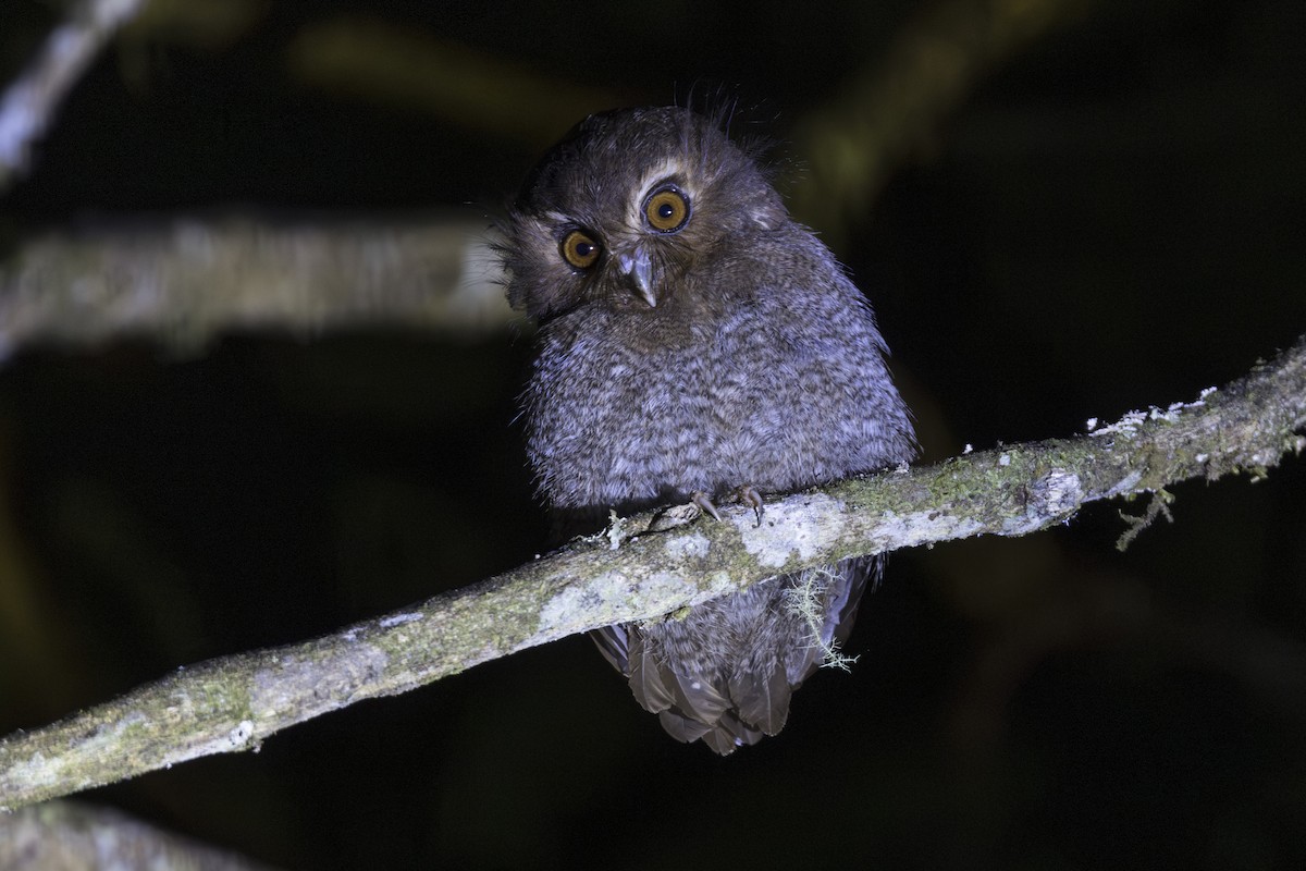 Long-whiskered Owlet - ML639799540