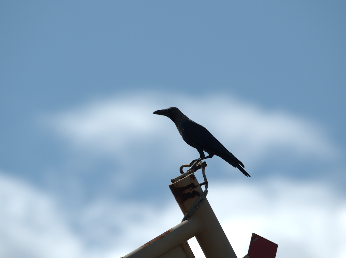 House Crow - ML639799554