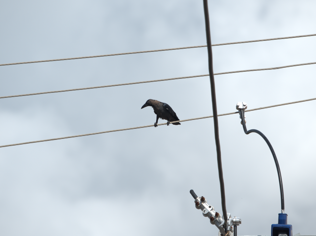 House Crow - ML639799555