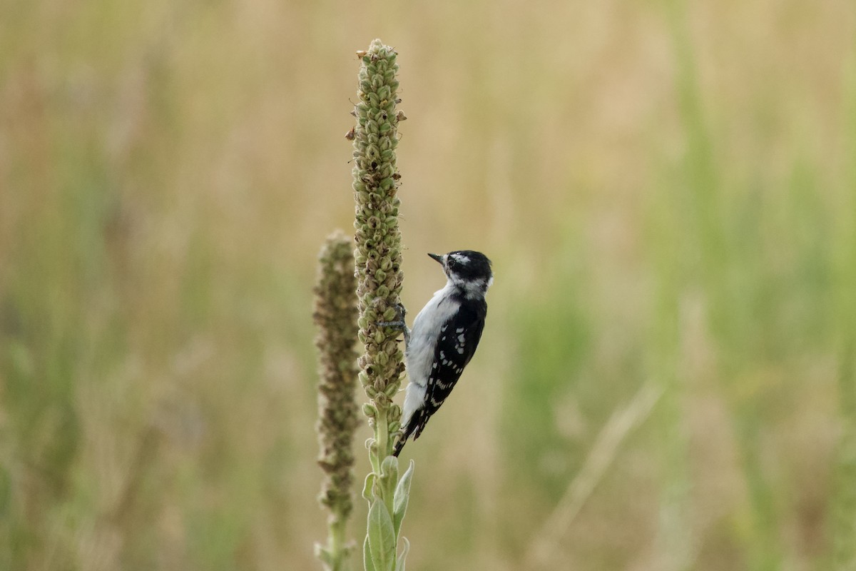 Downy Woodpecker - ML639799564