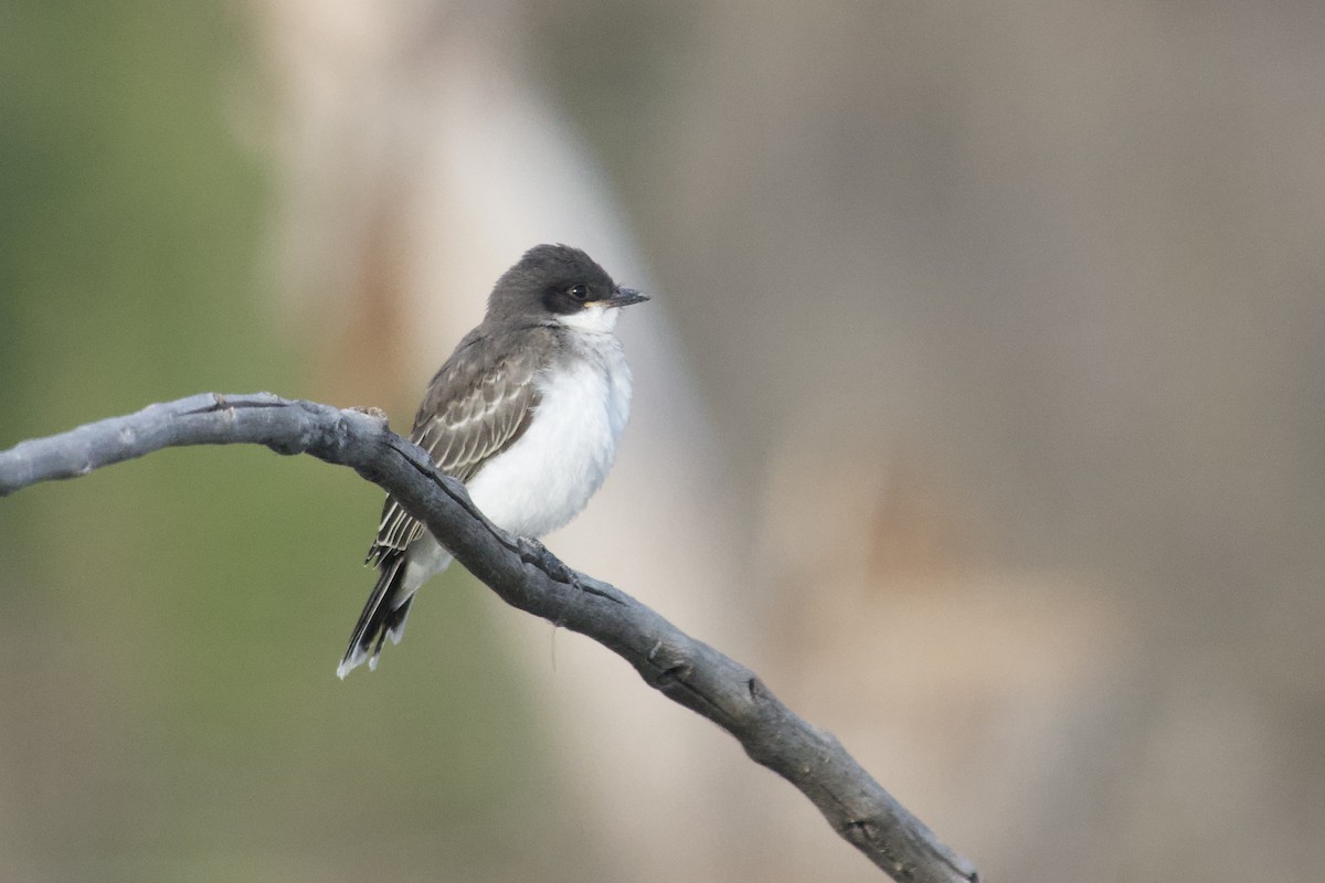 Eastern Kingbird - ML639799568