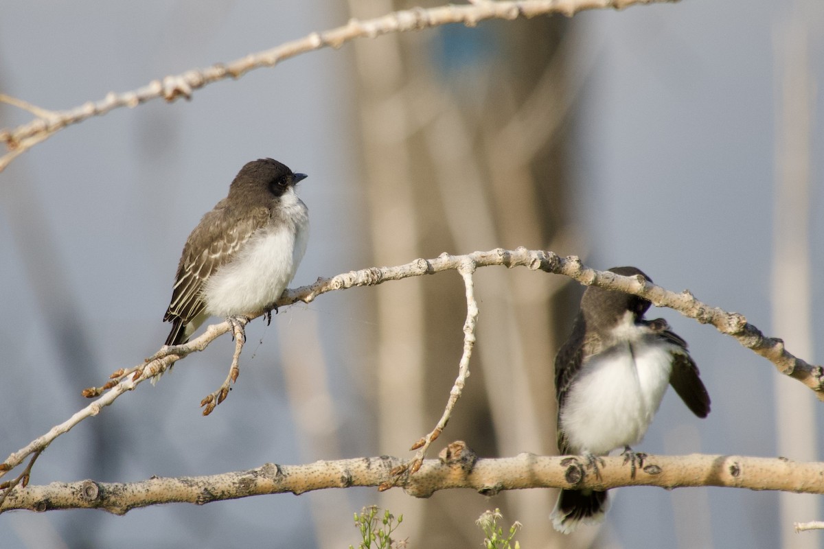Eastern Kingbird - ML639799574