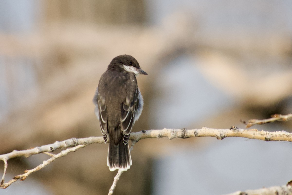 Eastern Kingbird - ML639799575