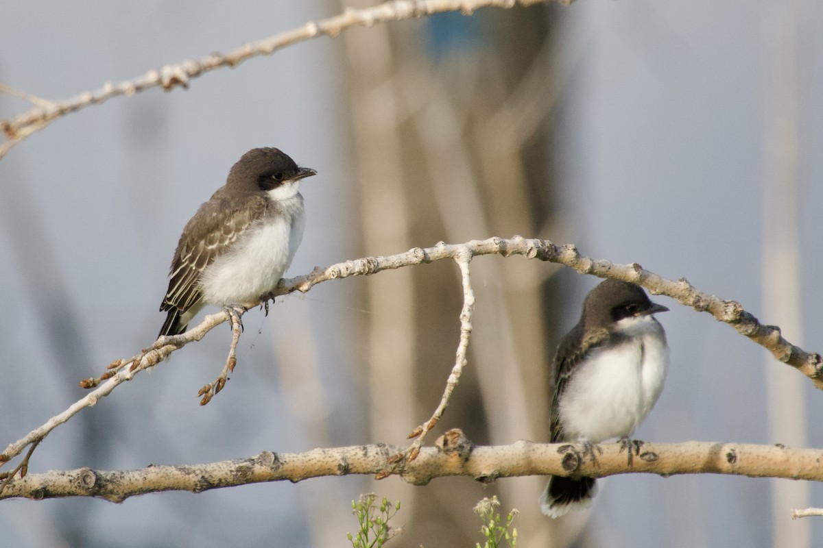 Eastern Kingbird - ML639799576