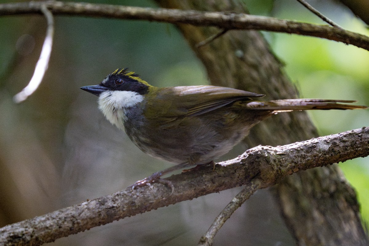 Green-striped Brushfinch - ML639799585