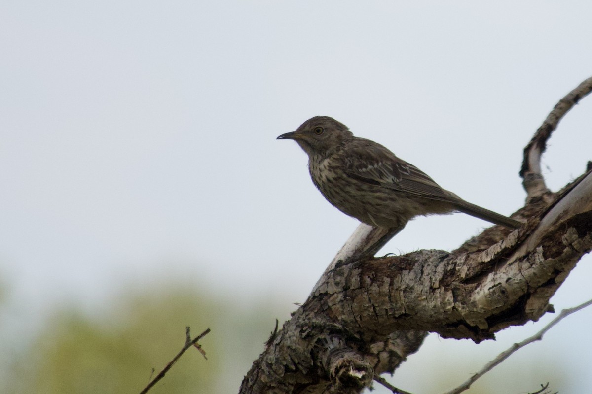Sage Thrasher - ML639799587