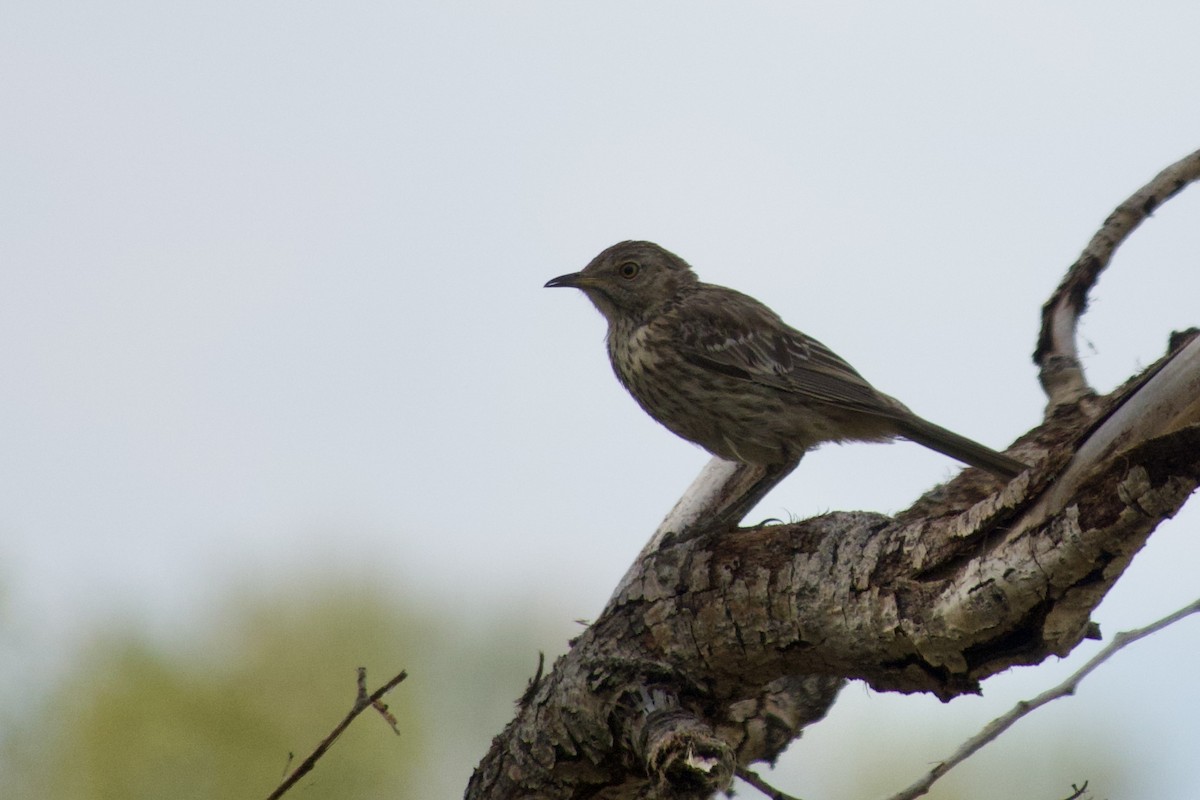 Sage Thrasher - ML639799588