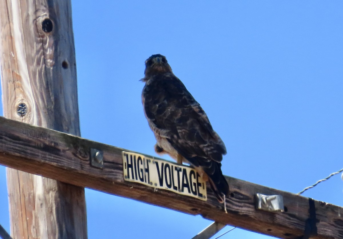 Red-tailed Hawk - ML639799638