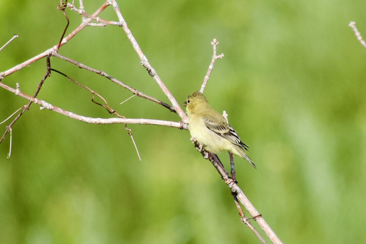 Lesser Goldfinch - ML639799666