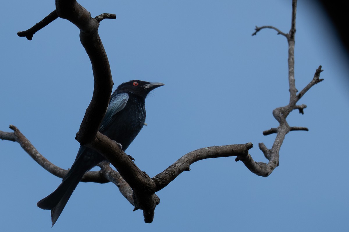 Spangled Drongo - ML639799667