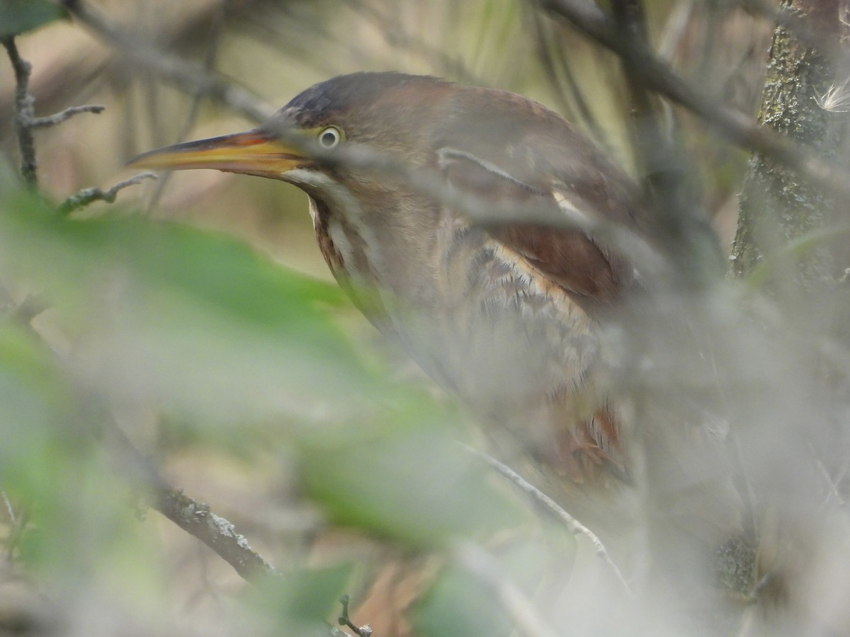 Least Bittern - ML639799674