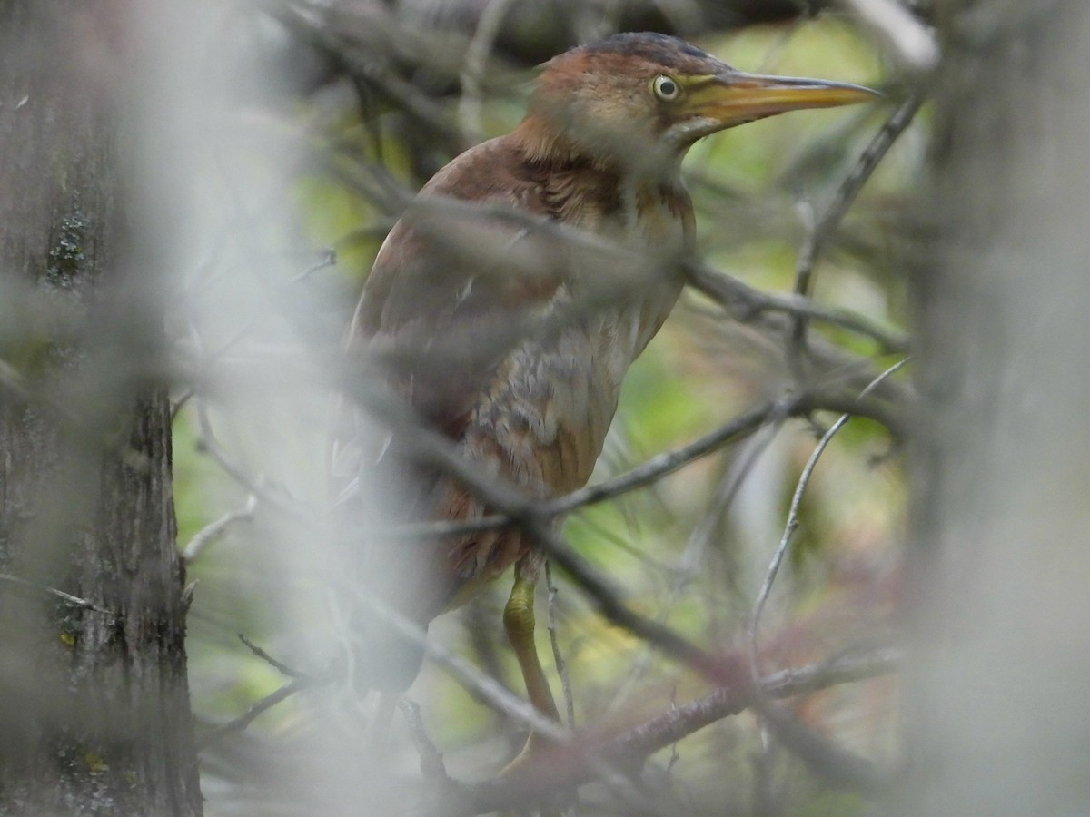 Least Bittern - ML639799675