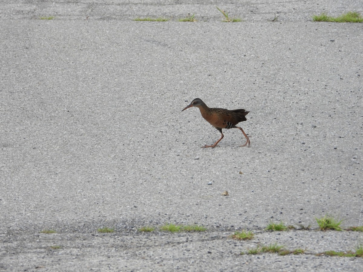 Virginia Rail - ML639799677