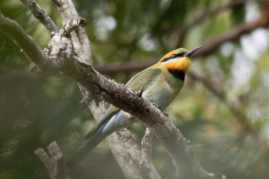 Rainbow Bee-eater - ML639799695