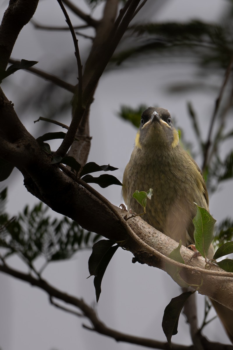 Lewin's Honeyeater - ML639799702