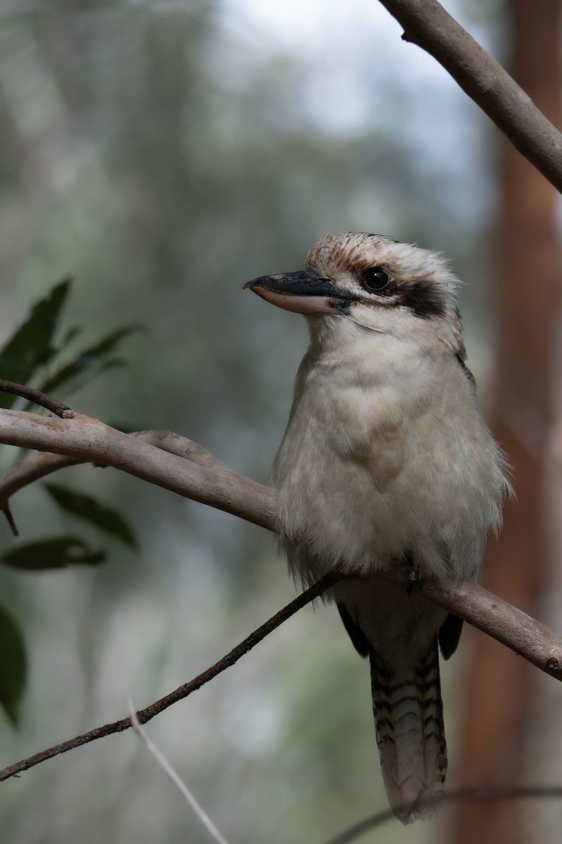 Laughing Kookaburra - ML639799703