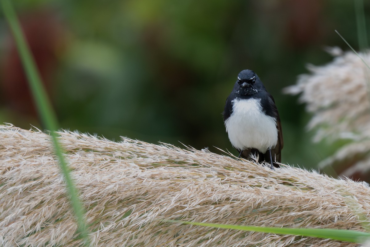 Willie-wagtail - ML639799706