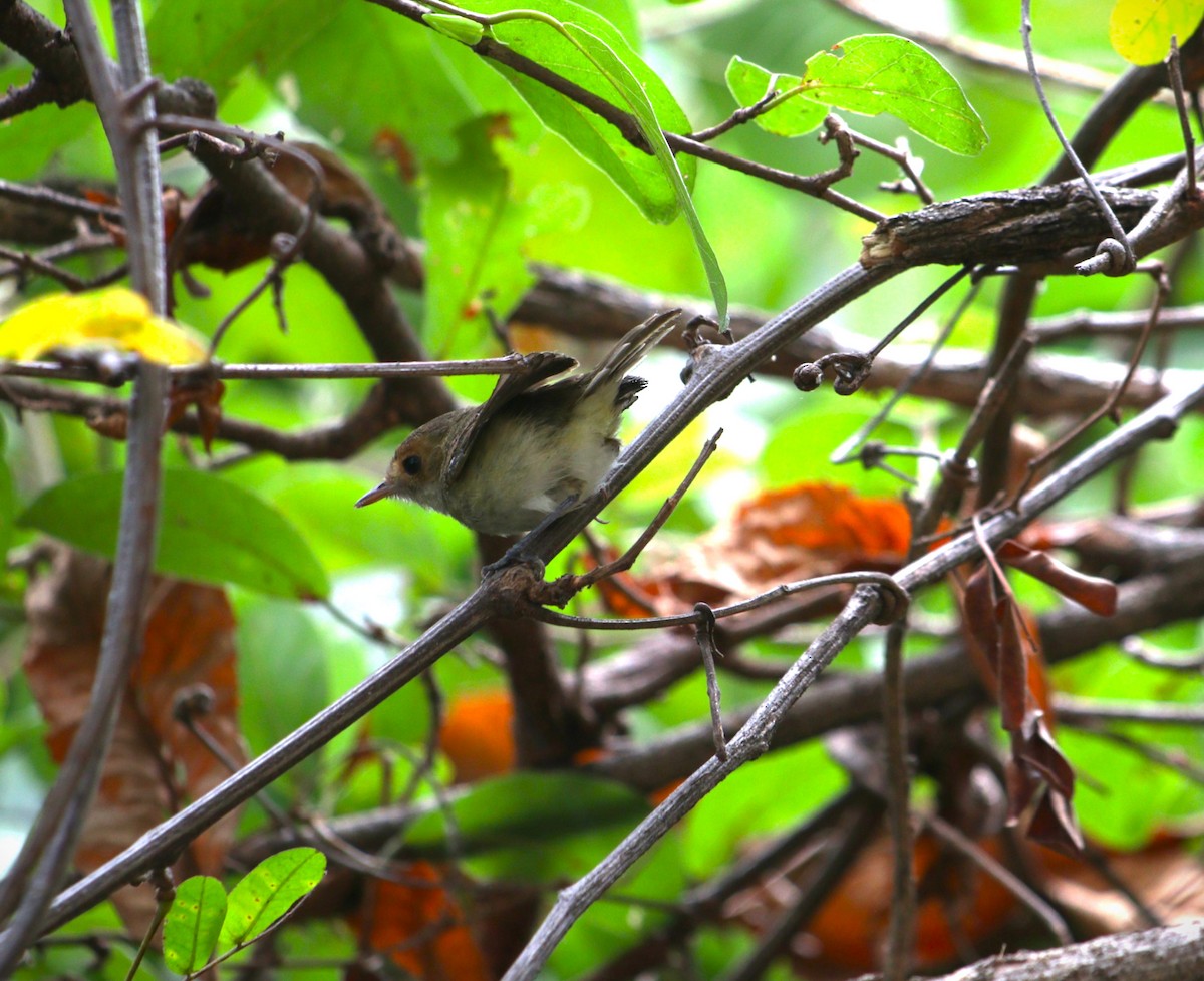 Fulvous-faced Scrub-Tyrant - ML639799748