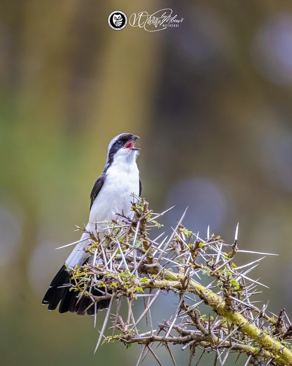 Gray-backed Fiscal - ML639799783