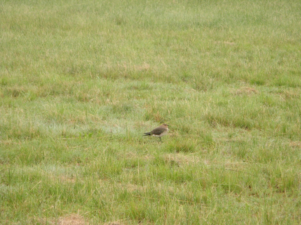 Black-winged Pratincole - ML639799787