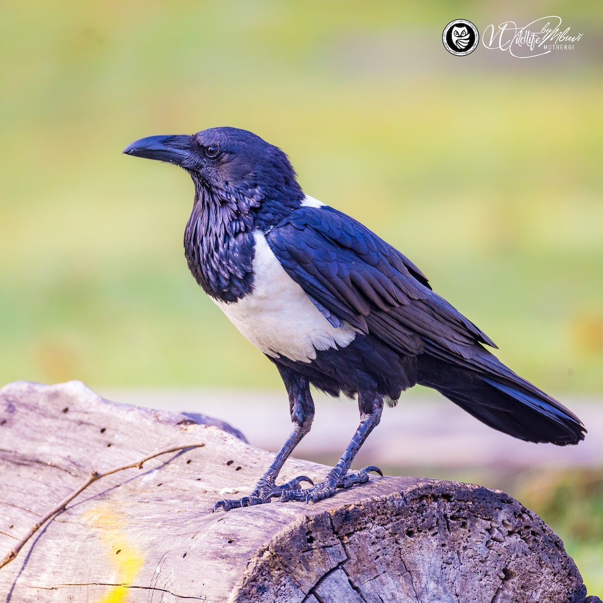 Pied Crow - ML639799788