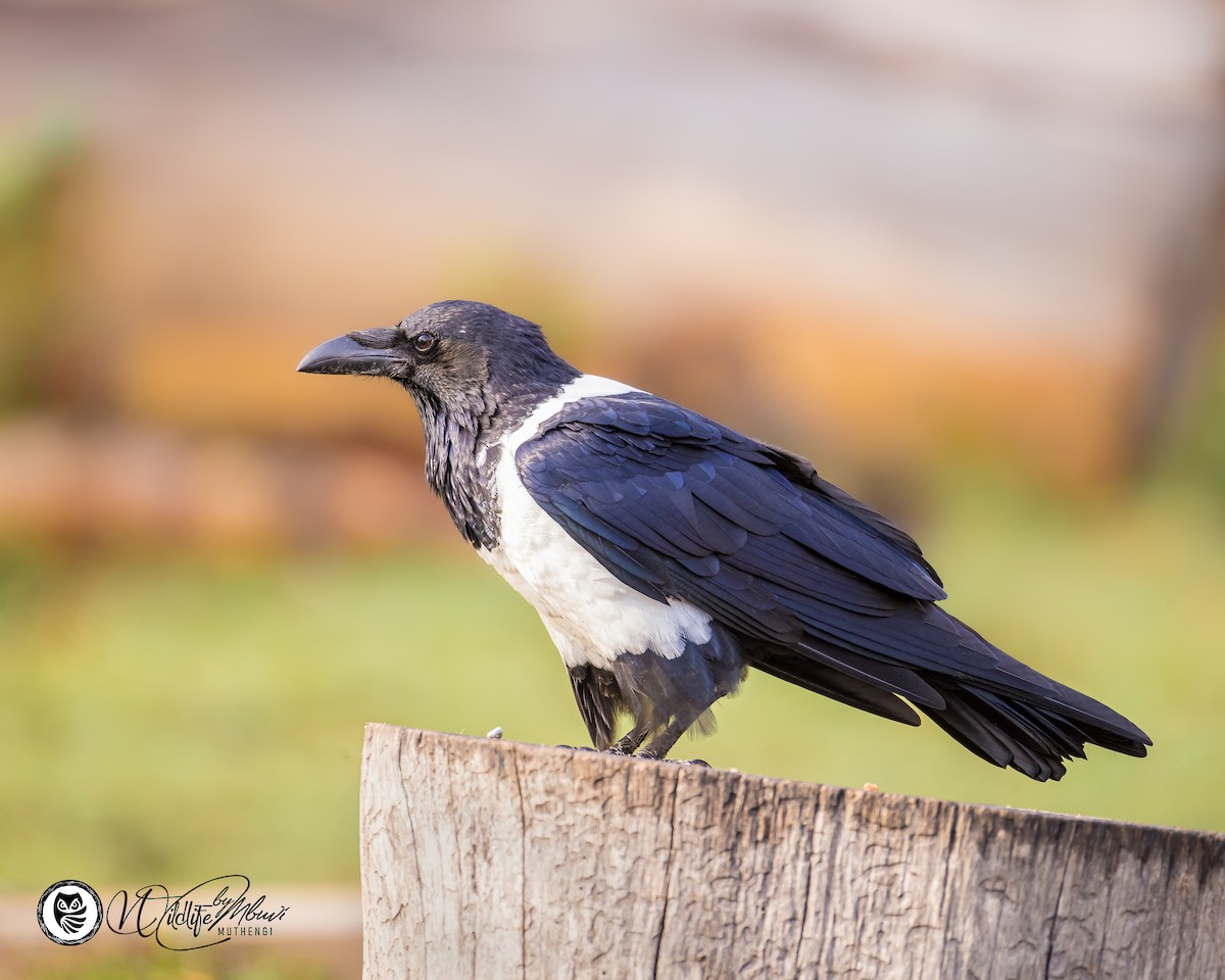 Pied Crow - ML639799789